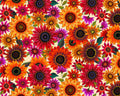 For The Love of Sunflowers - Packed Sunflowers Cream by Peggy Davis from Elizabeth’s Studio Fabric