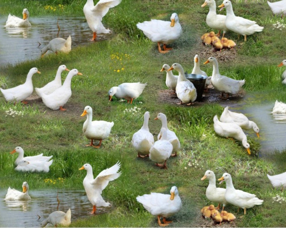 Farm Animals - Ducks from Elizabeth’s Studio Fabric