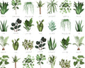 Plant Names from David Textiles Fabrics
